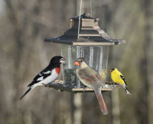 Male Rose Breasted Grosbeak Female Northern Cardinal and male American Goldfinch on a backyard bird feeder in Toronto